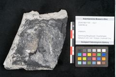 Foto (Objekt + Etikett) von Calamites sp.  (NHMW-GEO-2024-0188-11181)